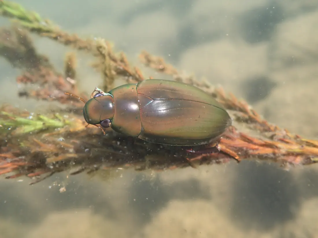 水辺にいるガムシ