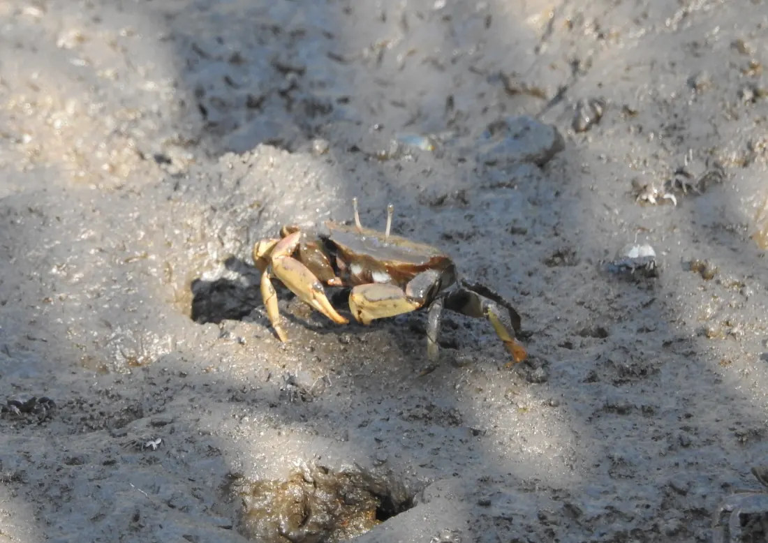 砂地にいるヤマトオサガニ